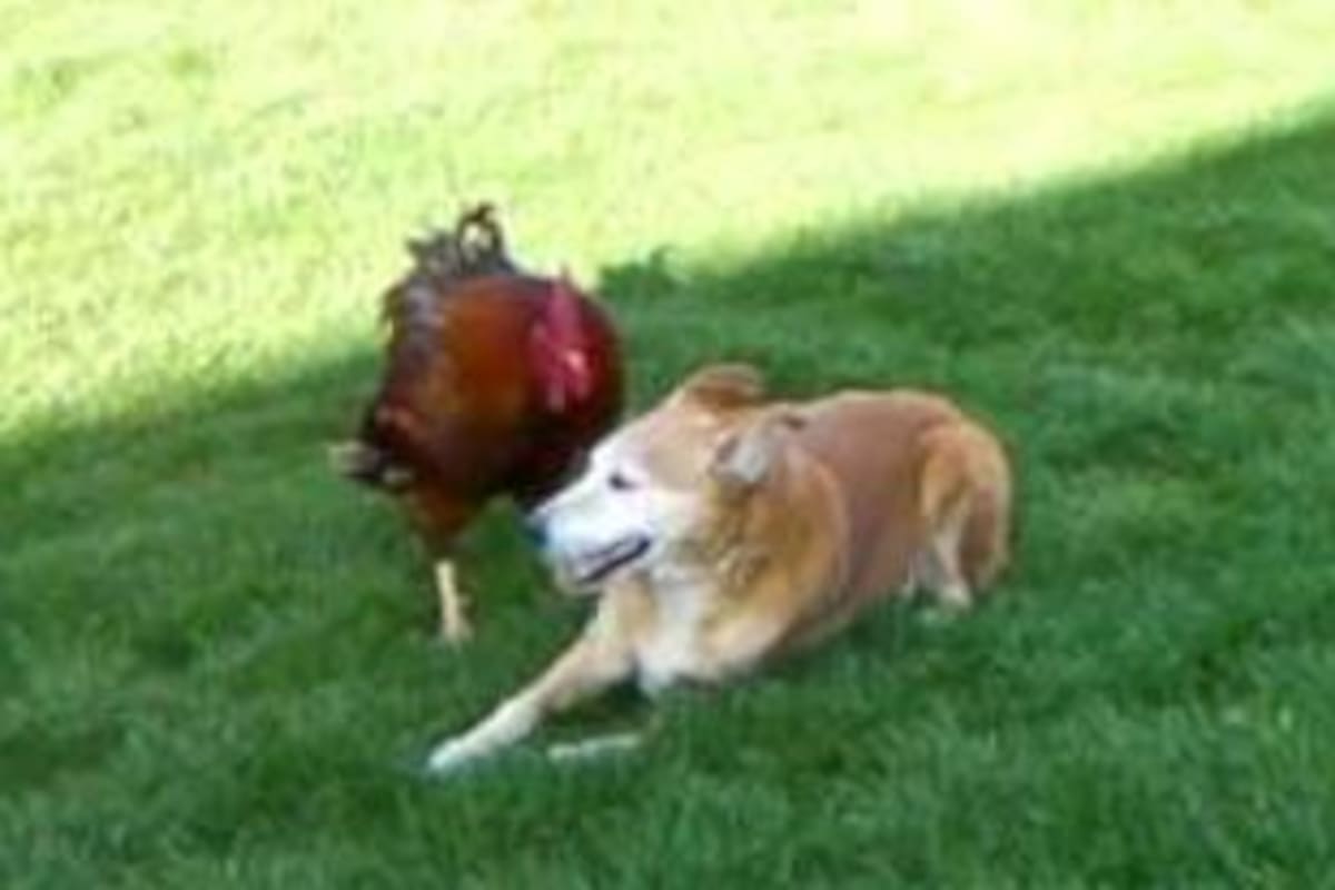 Un gallo y una perrita pasan divertido momento