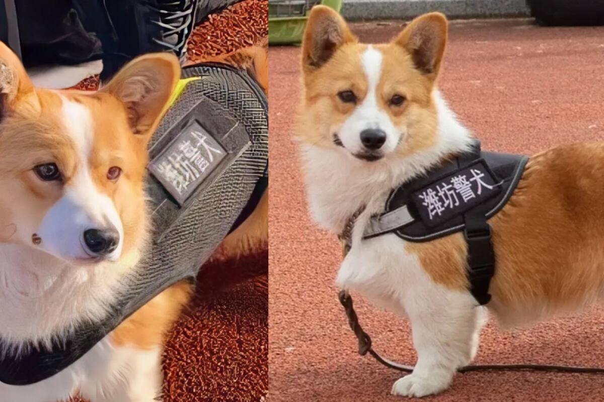 El primer oficial perro de raza corgi en China pierde su bono de trabajo por mal comportamiento