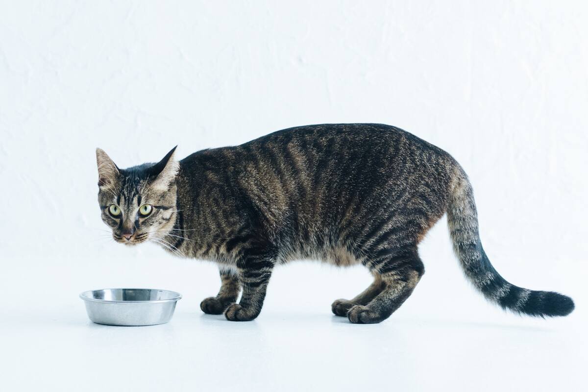 ¿Pueden los gatos comer atún? Esto dicen los expertos