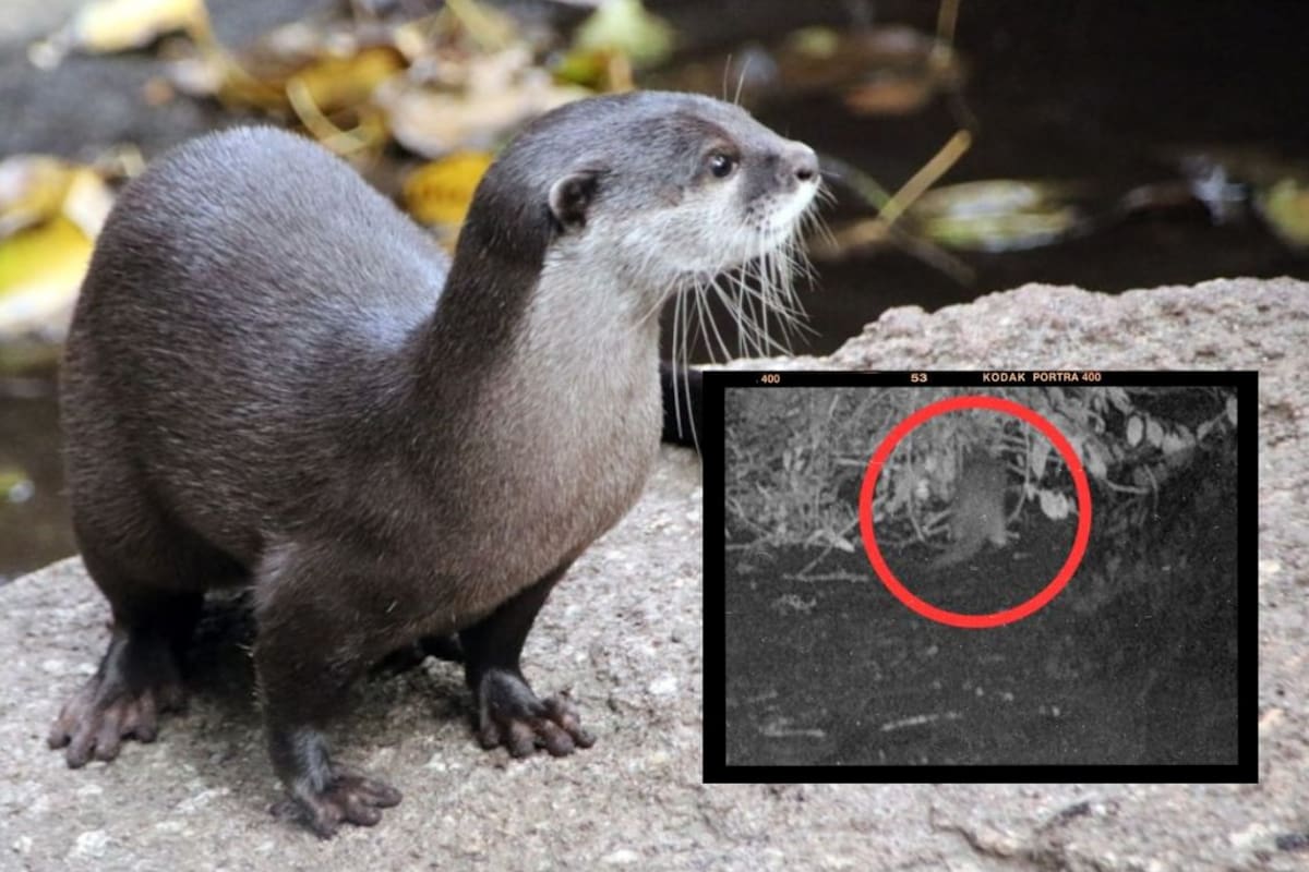 Una nutria regresa al río Bronx tras más de 100 años de ausencia y confirma que décadas de restauración han transformado el río más contaminado de Nueva York en un hábitat saludable