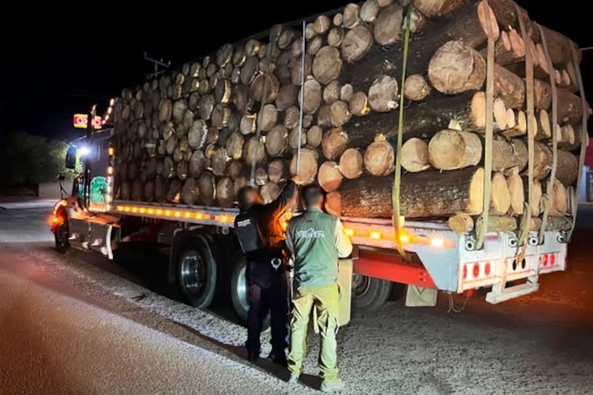 Profepa asegura madera ilegal en operativo dentro de la Reserva de la Mariposa Monarca