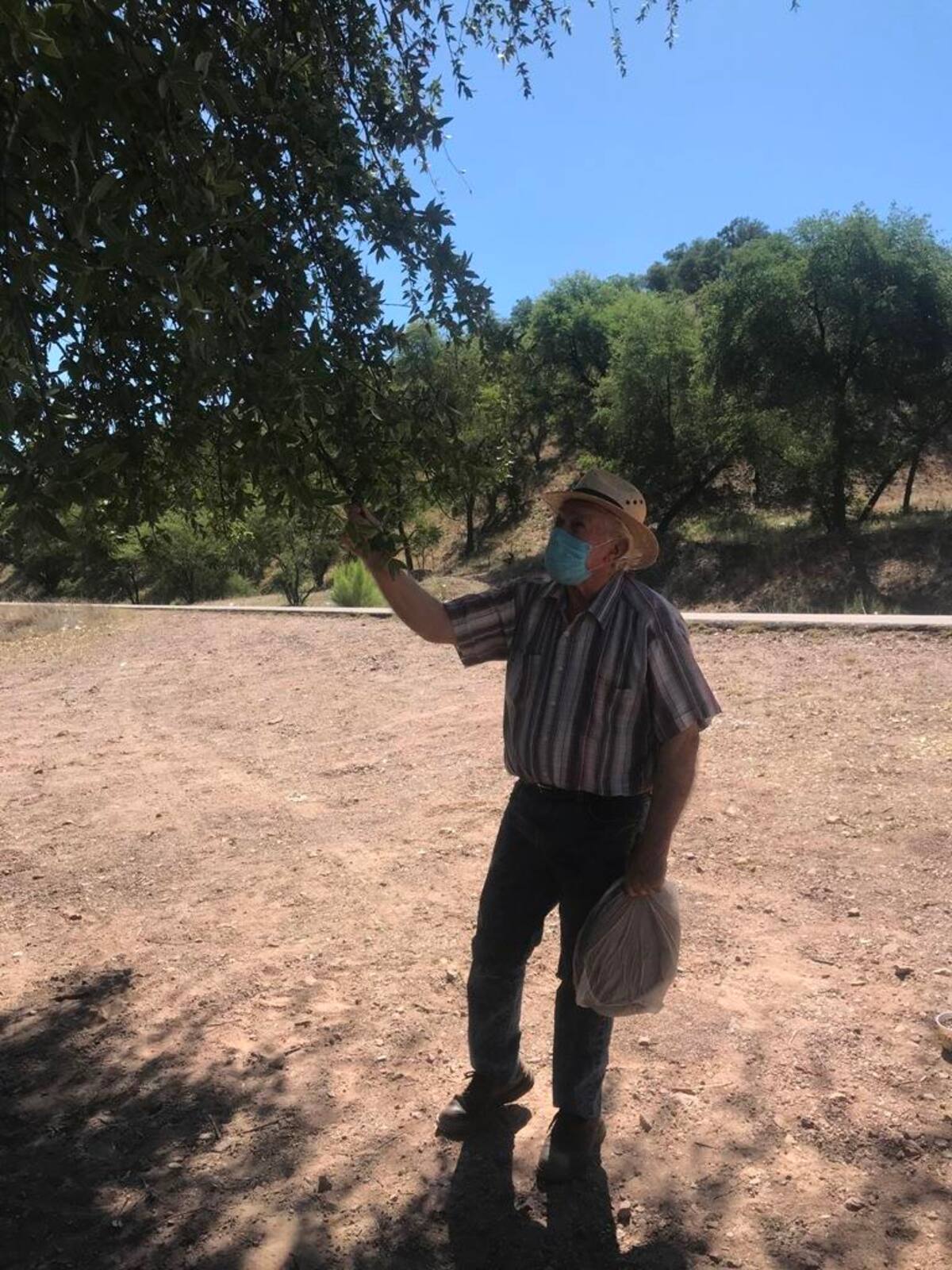 Muchas personas acostumbran acudir a recolectar bellotas en diferentes puntos de la ciudad.