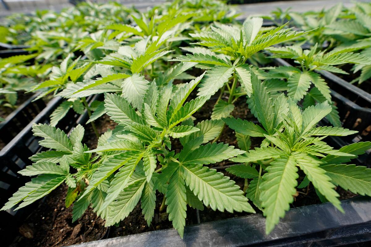 Detienen a joven con seis envoltorios de marihuana en la colonia Provincias