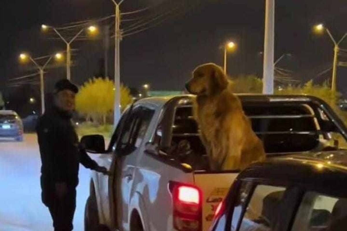 Confunden a su perro con otro Golden Retriever y el video se vuelve viral en TikTok