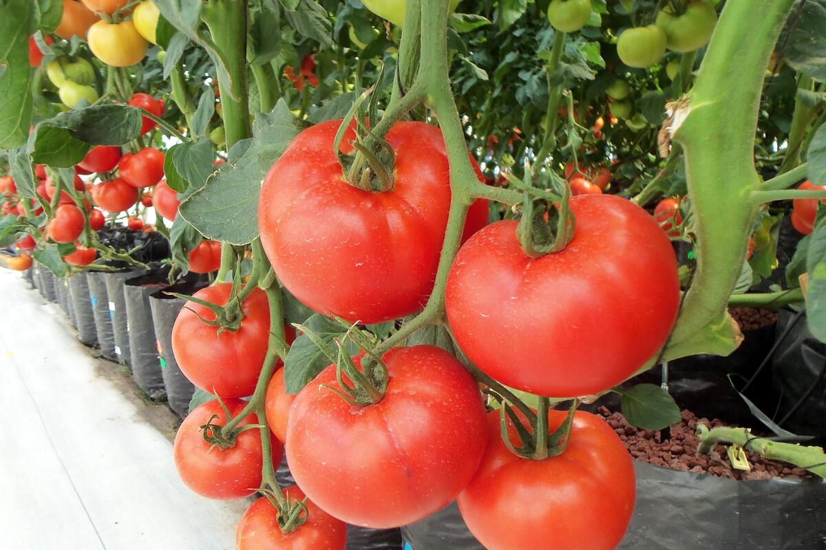 Japón autoriza la venta de tomates con genoma editado para tratar la hipertensión