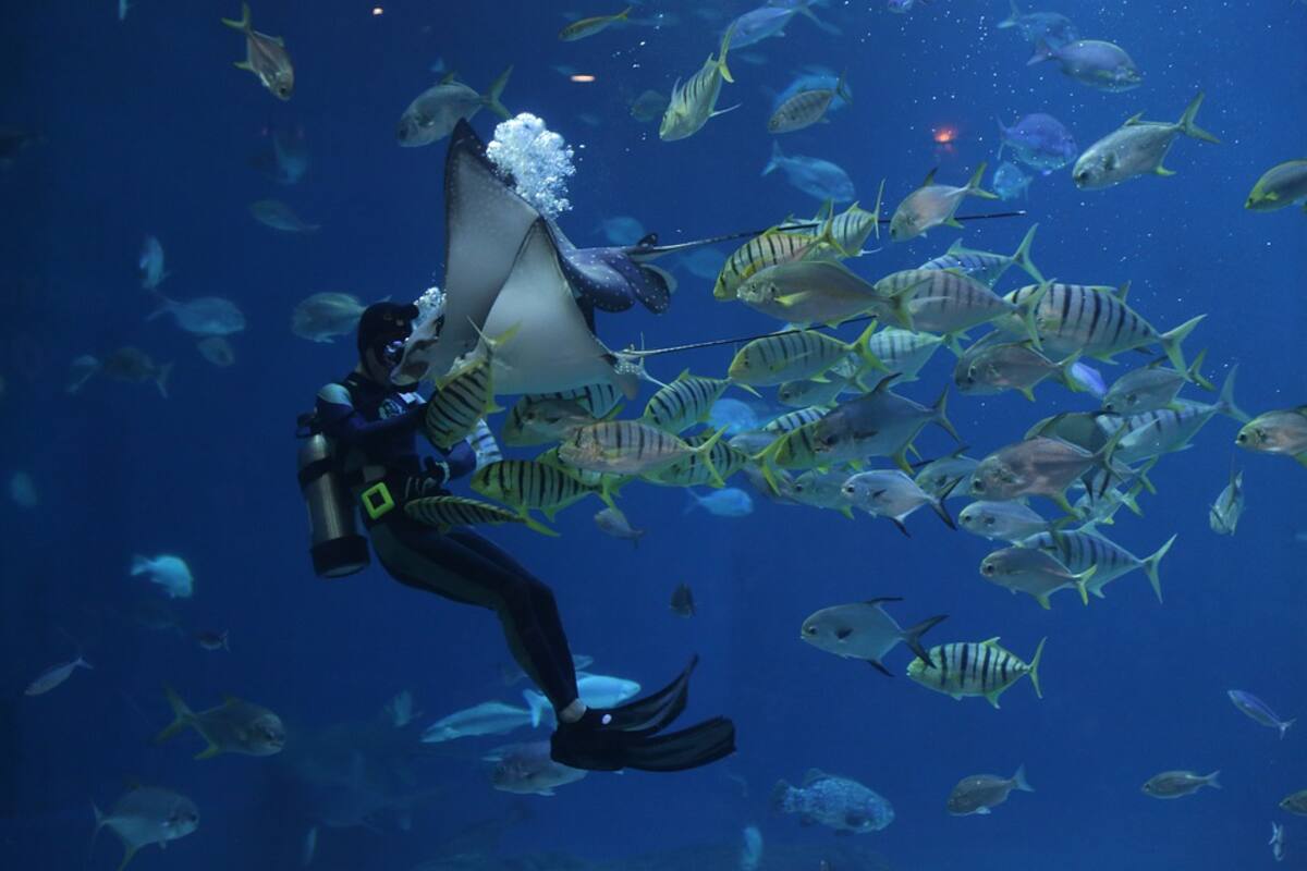 Preocupante: Detectan plástico en 20% de peces en tres puertos de México