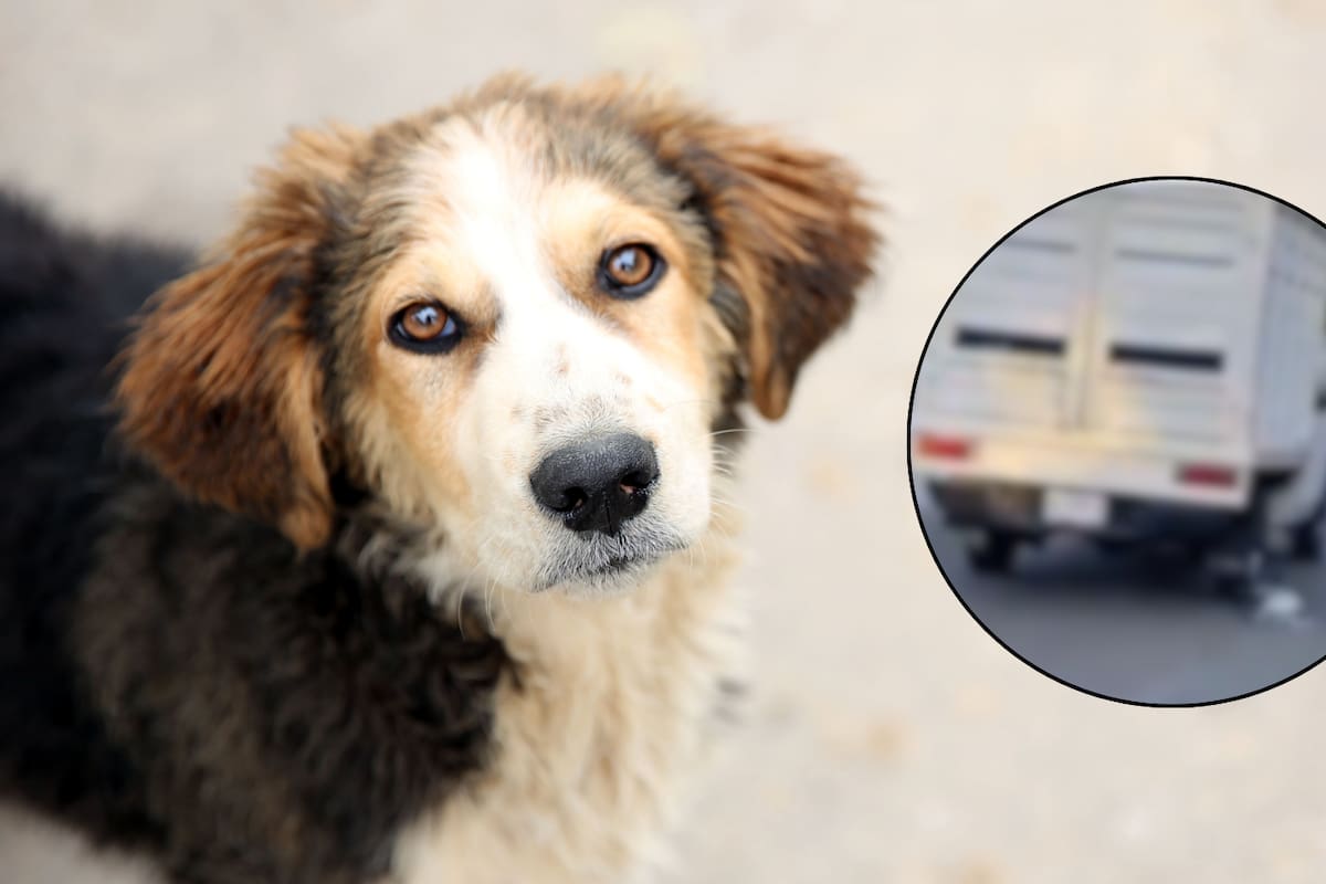 Captan a un perrito siendo arrastrado por una camioneta en Puerto Escondido; autoridades buscan al responsable