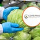 Cofepris descarta Cyclospora en muestras de Taylor Farms México aunque EEUU mantiene abierta la investigación por el brote