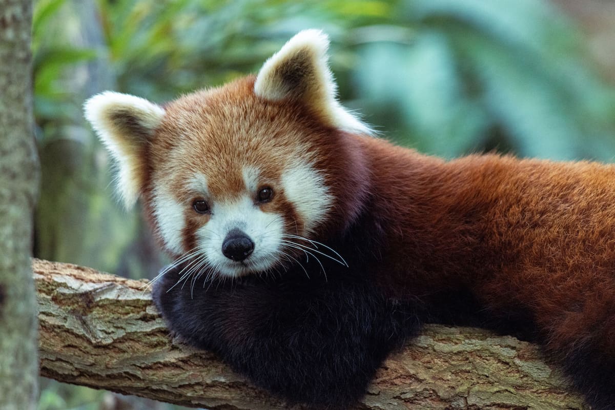 Cámaras trampa confirman entre 6 y 25 pandas rojos en una zona poco explorada de Nepal