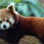 Cámaras trampa confirman entre 6 y 25 pandas rojos en una zona poco explorada de Nepal