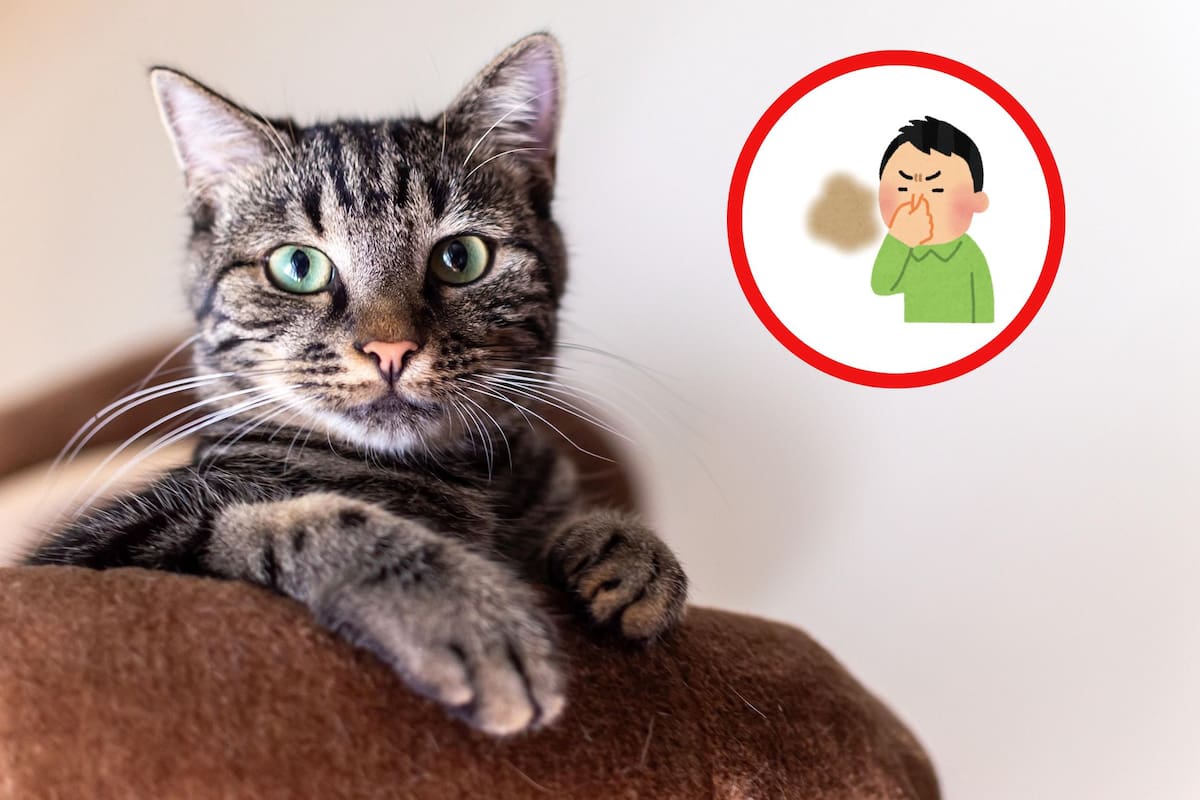 Científicos confirman que los gatos pueden identificar a sus dueños solo por el olor