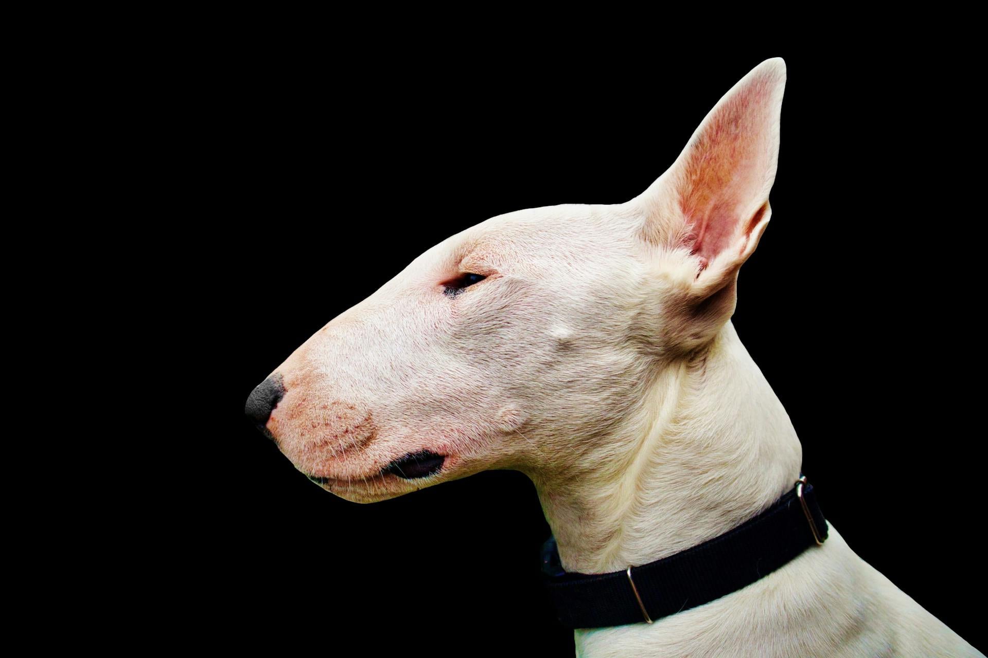 El perro que lo atacó es de raza bull terrier. Foto: Pexels.