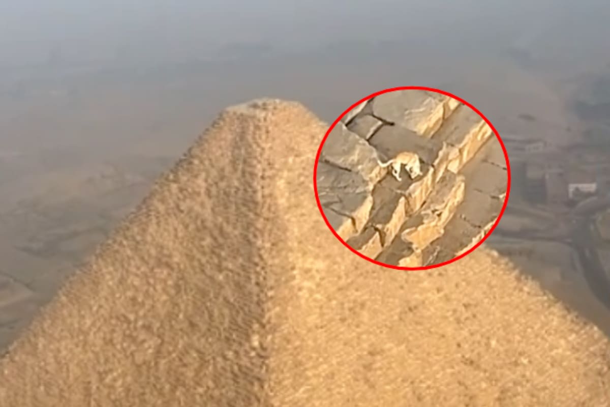 Captan a un perro en lo alto de una ancestral pirámide egipcia, sorprendiendo a todos