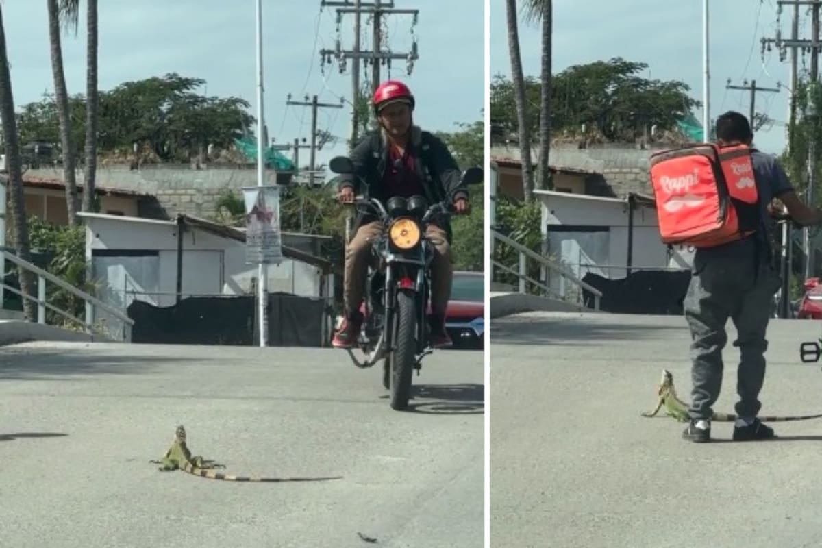 Video viral: Repartido salva a una iguana de ser atropellada