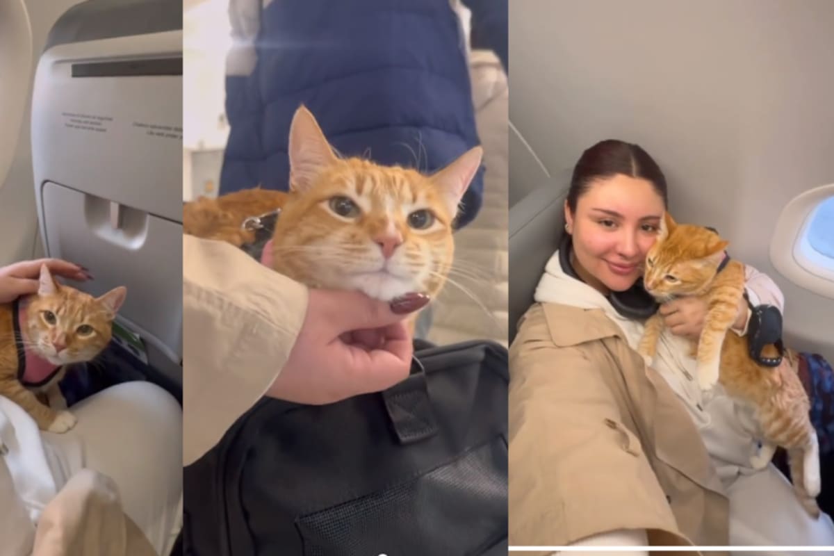 Usuaria de TikTok explica cómo su gata de apoyo emocional puede viajar con ella en avión