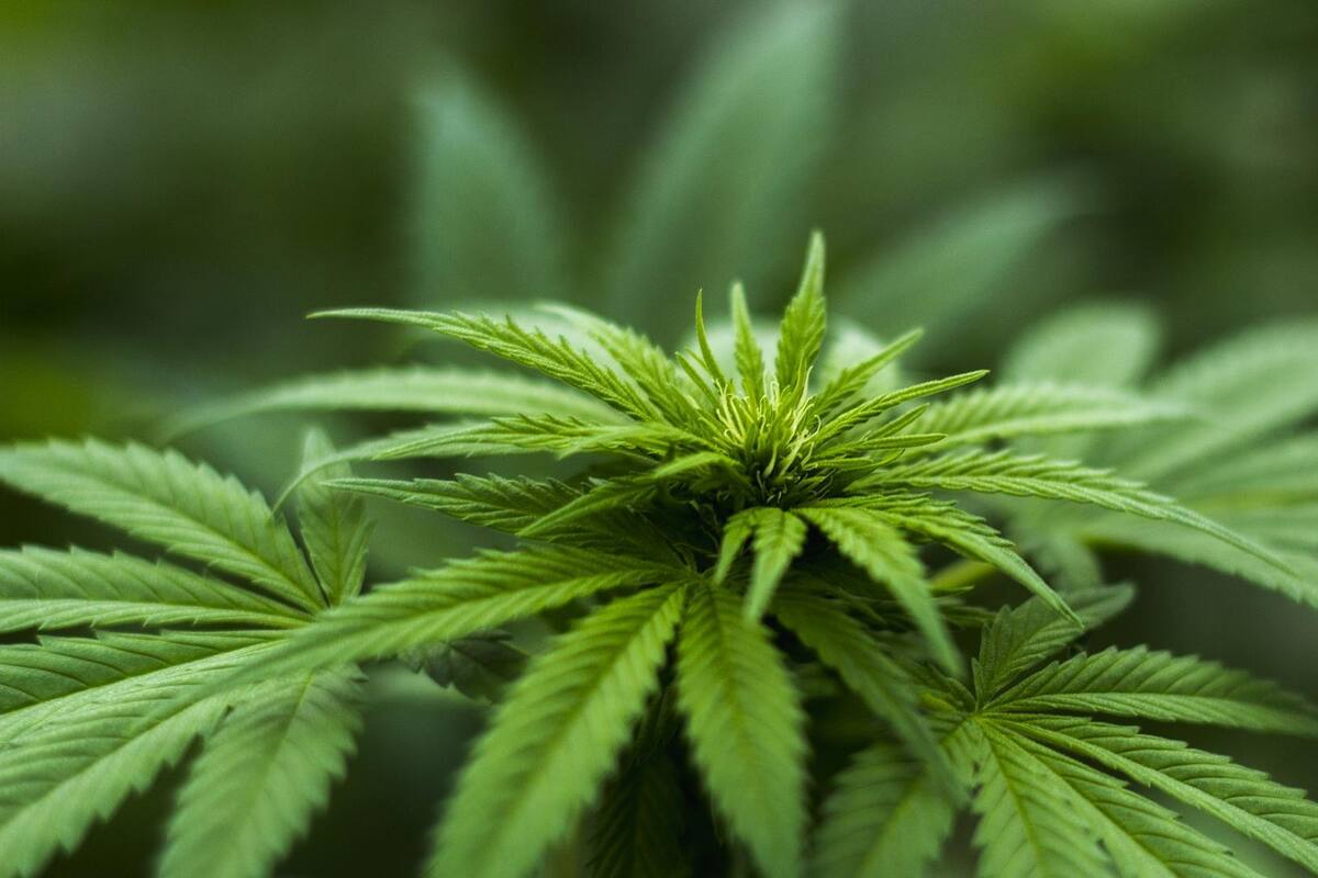 Habrá "reforma legal" para el uso medicinal de la mariguana: AMLO