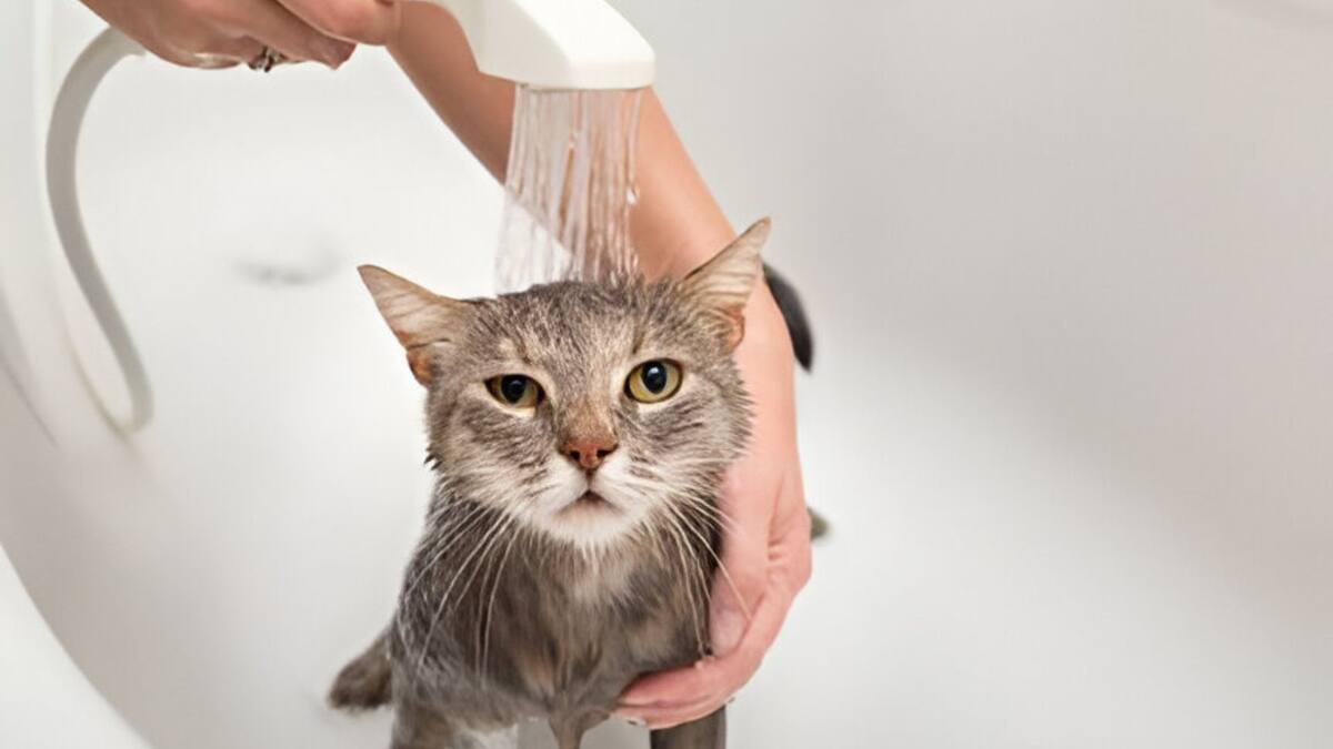 Los gatos deben tener buena higiene además de siempre estar vacunados.