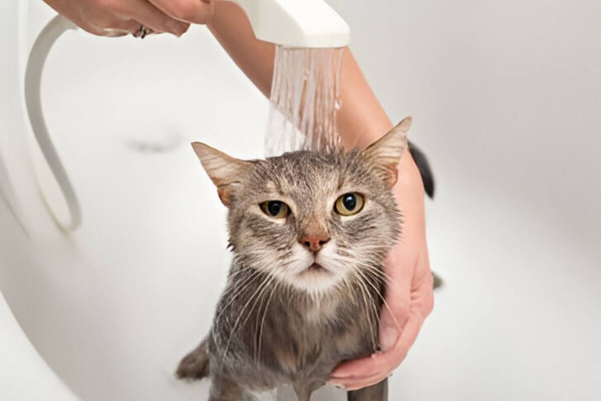 Bañar a tu gato sin vacunar podría ser un riesgo: Experto