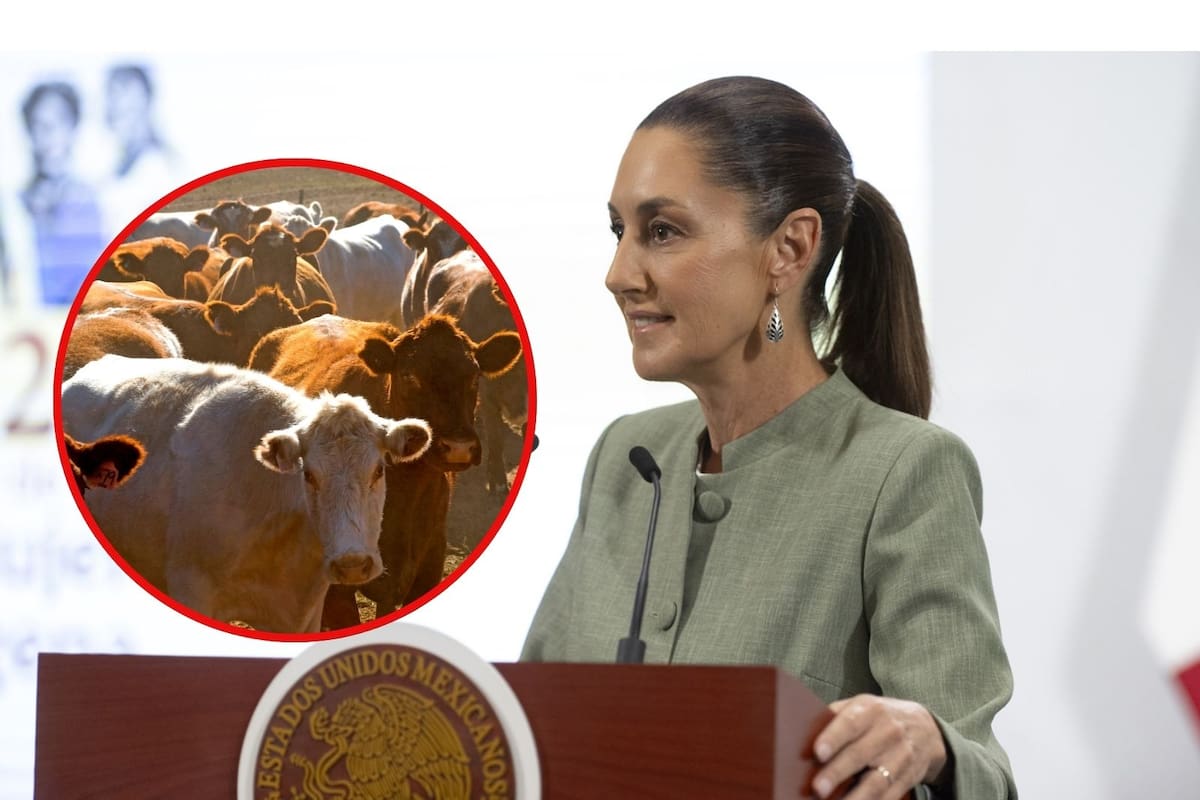 Descarta Sheinbaum cierre de frontera Sur por gusano barrenador