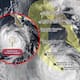 Priscilla se debilita a tormenta tropical frente a costas de Baja California Sur, pero las lluvias continuarán durante los próximos días