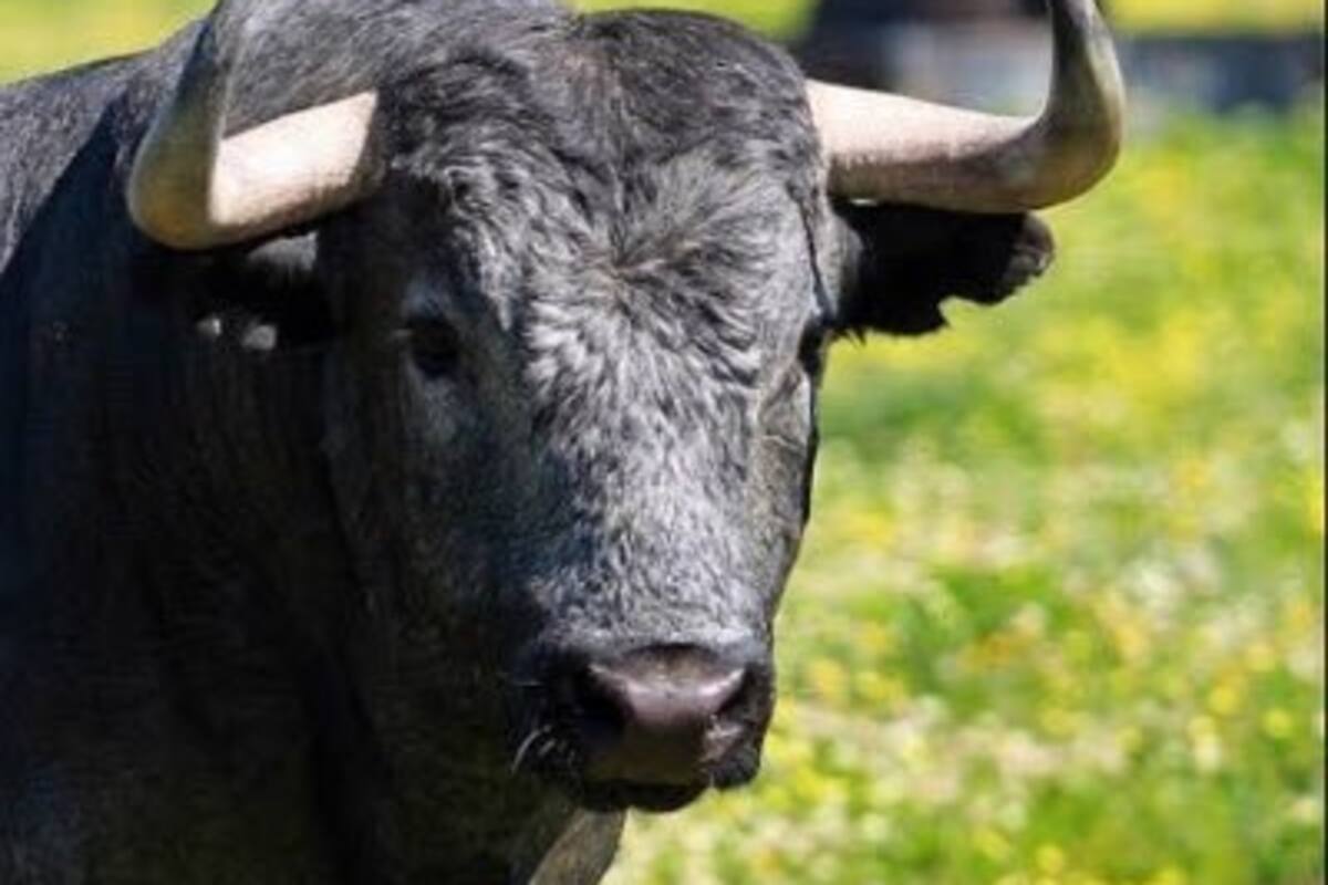 Hospitalizado tras haber ingerido un estimulante sexual para toros