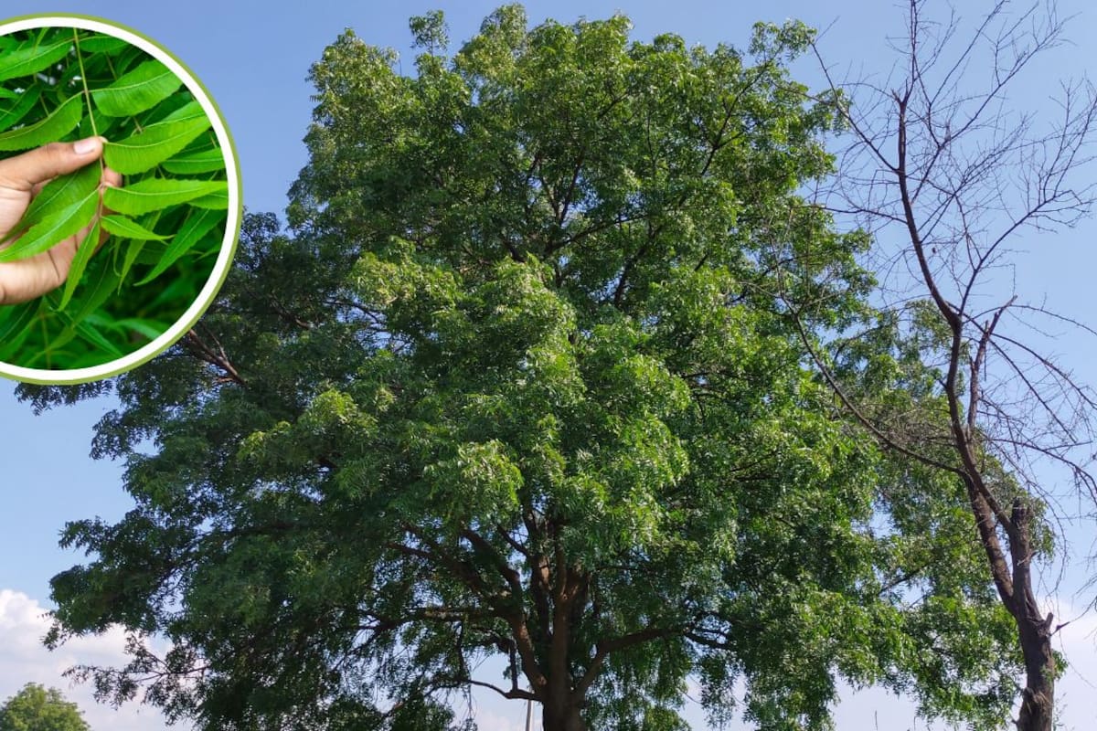 El árbol de neem da sombra y ayuda contra las plagas, pero sus supuestos beneficios medicinales requieren cautela