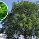 Neem: beneficios, usos y riesgos del árbol