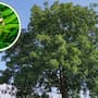 El árbol de neem da sombra y ayuda contra las plagas, pero sus supuestos beneficios medicinales requieren cautela
