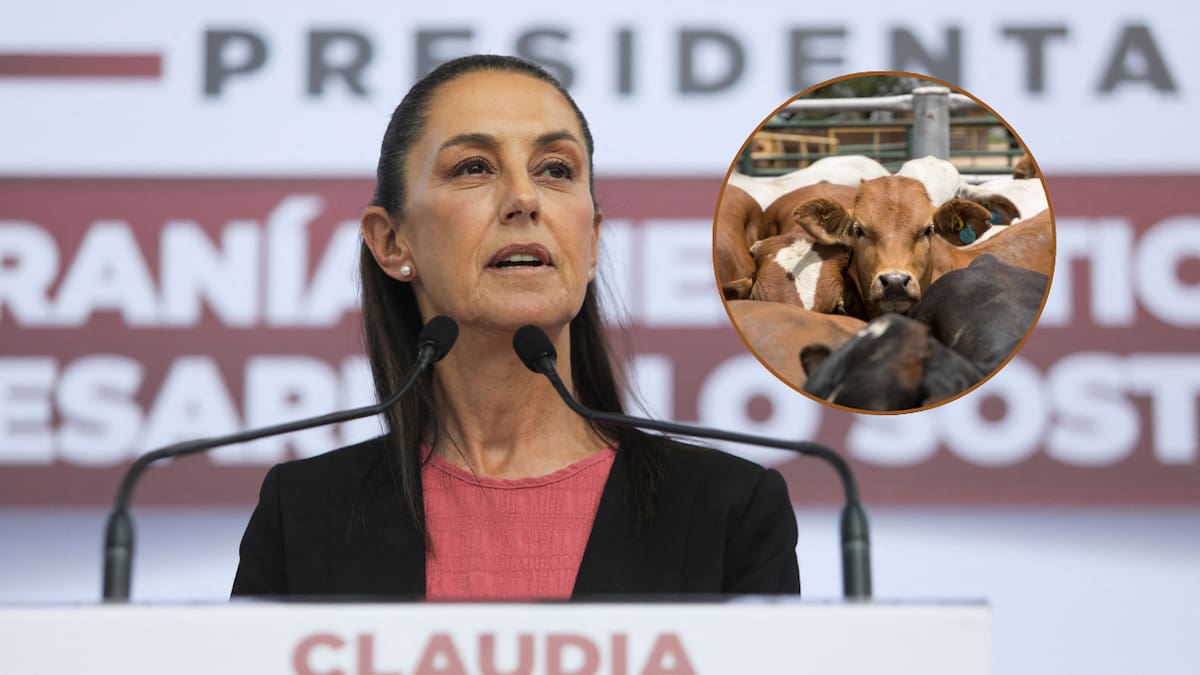 La presidenta Claudia Sheinbaum anunció que la exportación de ganado mexicano a EEUU se reanudará el 24 de agosto por Agua Prieta. (REUTERS/Canva)