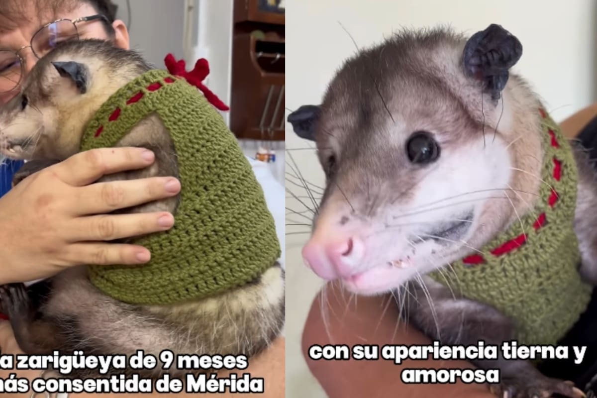 Este es Maximiliano Pinochet, la zarigüeya de 9 meses más popular en redes sociales