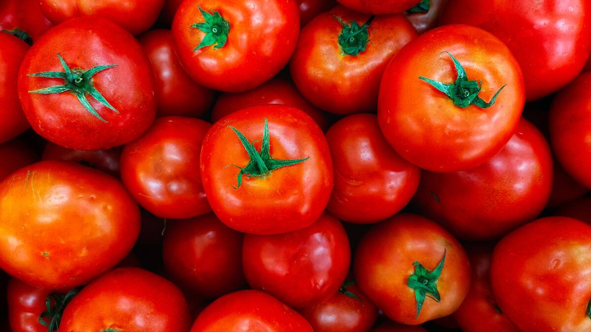 El jitomate, fruta originaria de México, es altamente nutritivo y versátil en la cocina/Foto: Canva