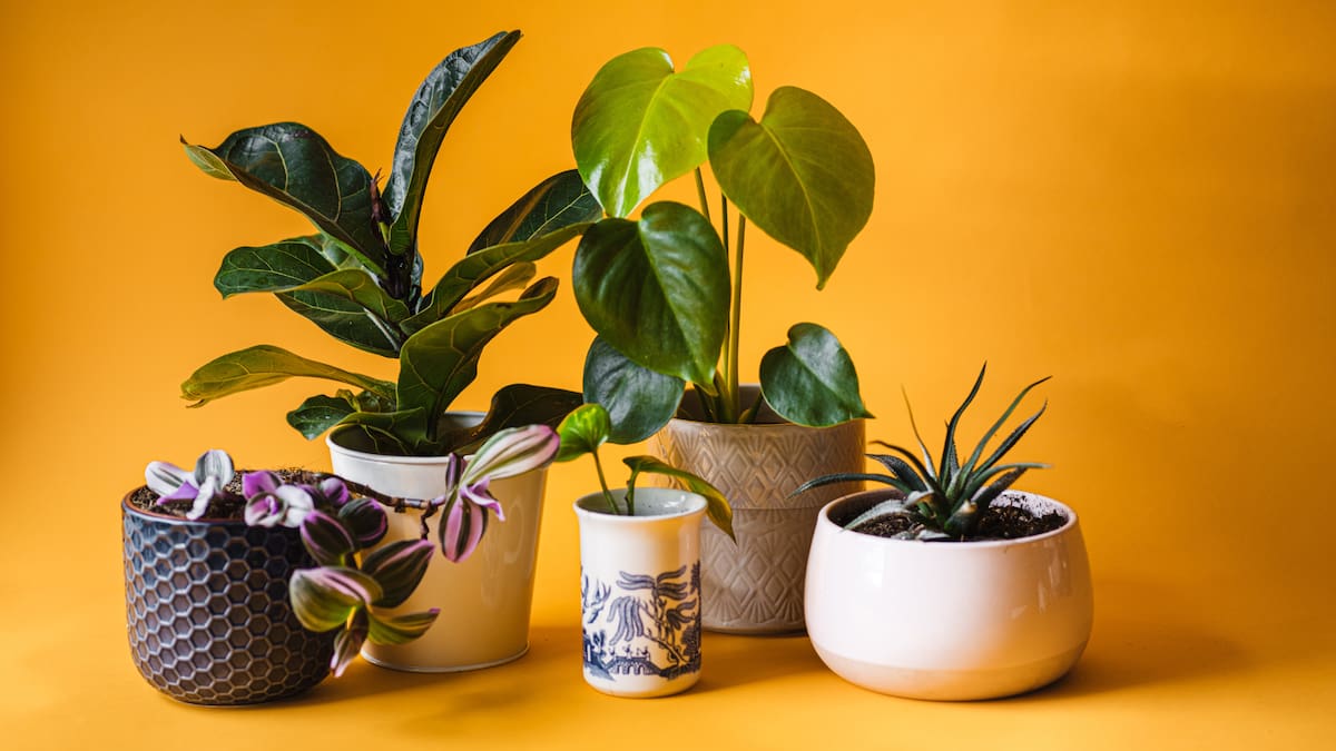 Para solucionarlo, se recomienda agrupar las plantas, usar bandejas con agua y piedras o un humidificador, en lugar de aumentar la frecuencia del riego/Foto: Canva