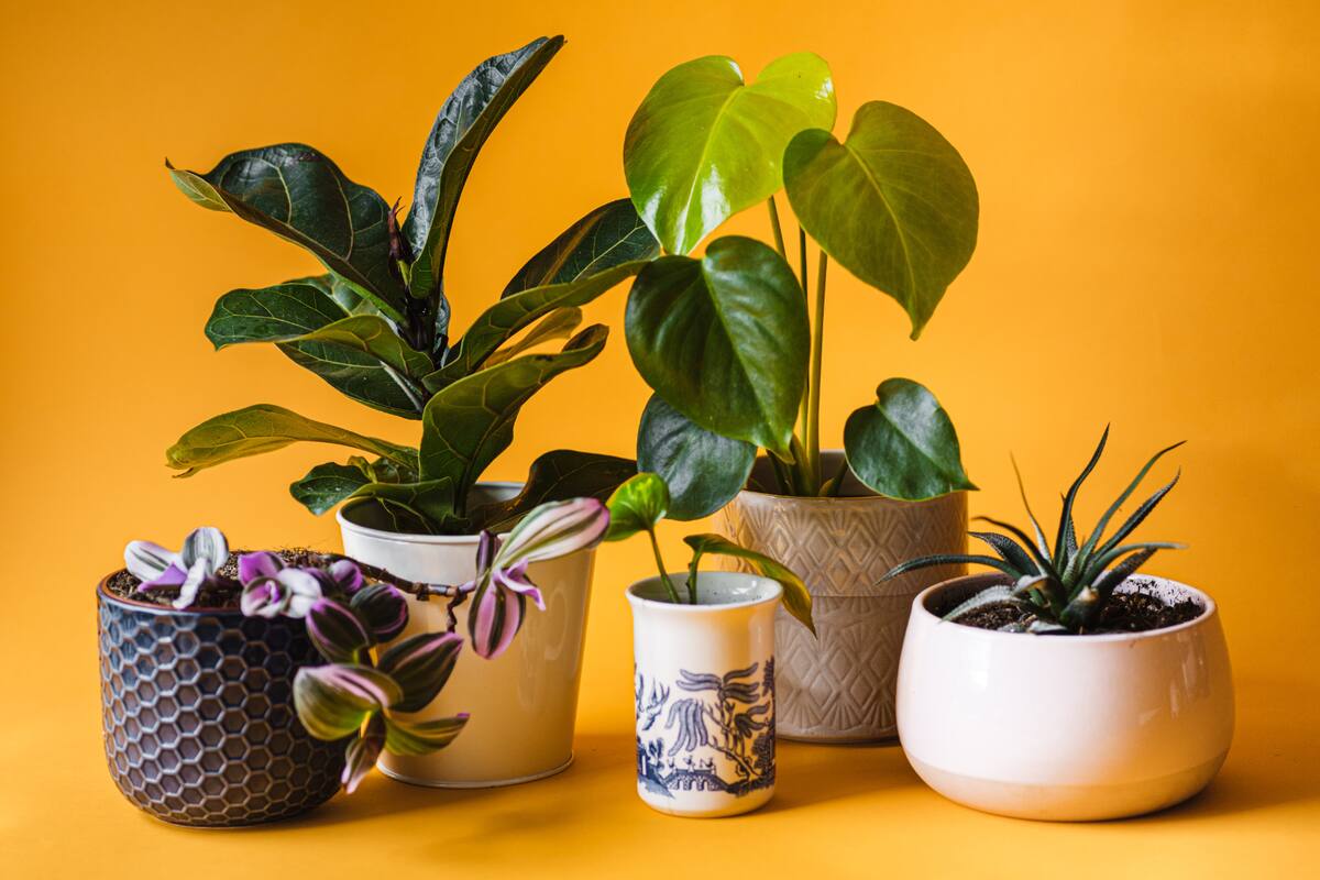 El aire seco, el enemigo silencioso de las plantas de interior: experto aclara por qué se secan las hojas