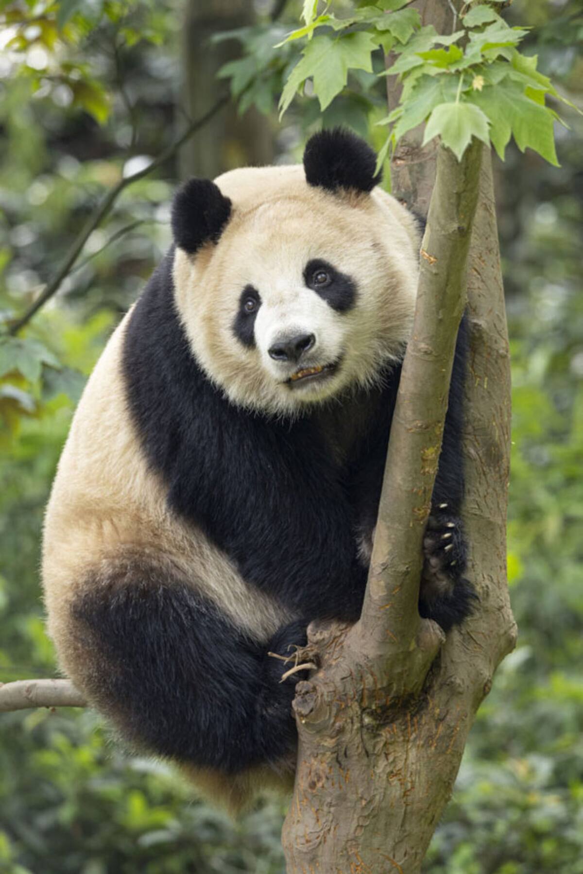 El nombre de la hembra, Xin Bao, significa nuevo tesoro de prosperidad y abundancia.