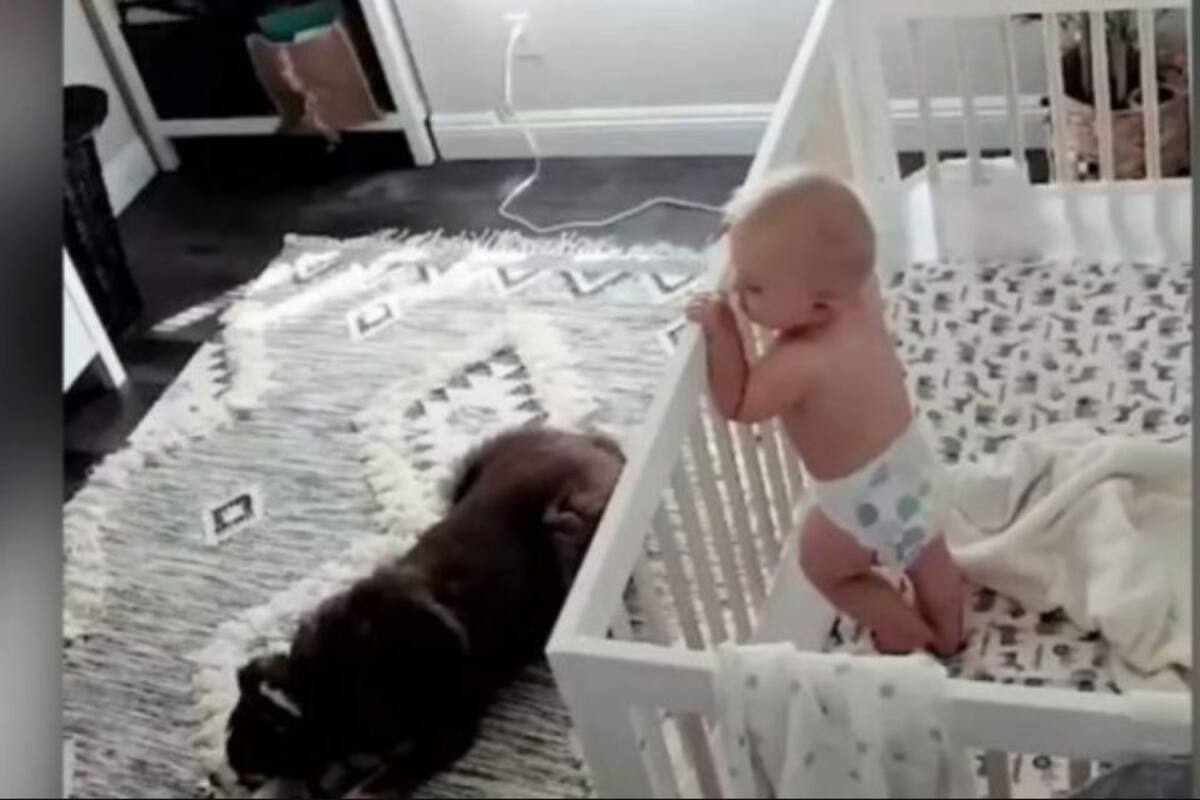 Descubre que hace su perro cuando bebé llora con cámara oculta