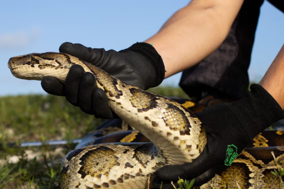 Florida paga hasta 30 dólares por hora a quienes cazan pitones y suma recompensas por cada serpiente capturada, por su tamaño y por encontrar nidos activos de esta especie invasora