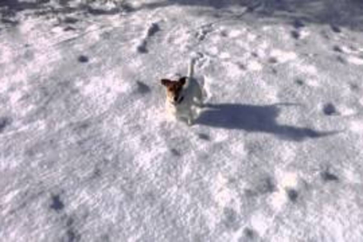 Perrito héroe, salva a un niño del ataque de lobo