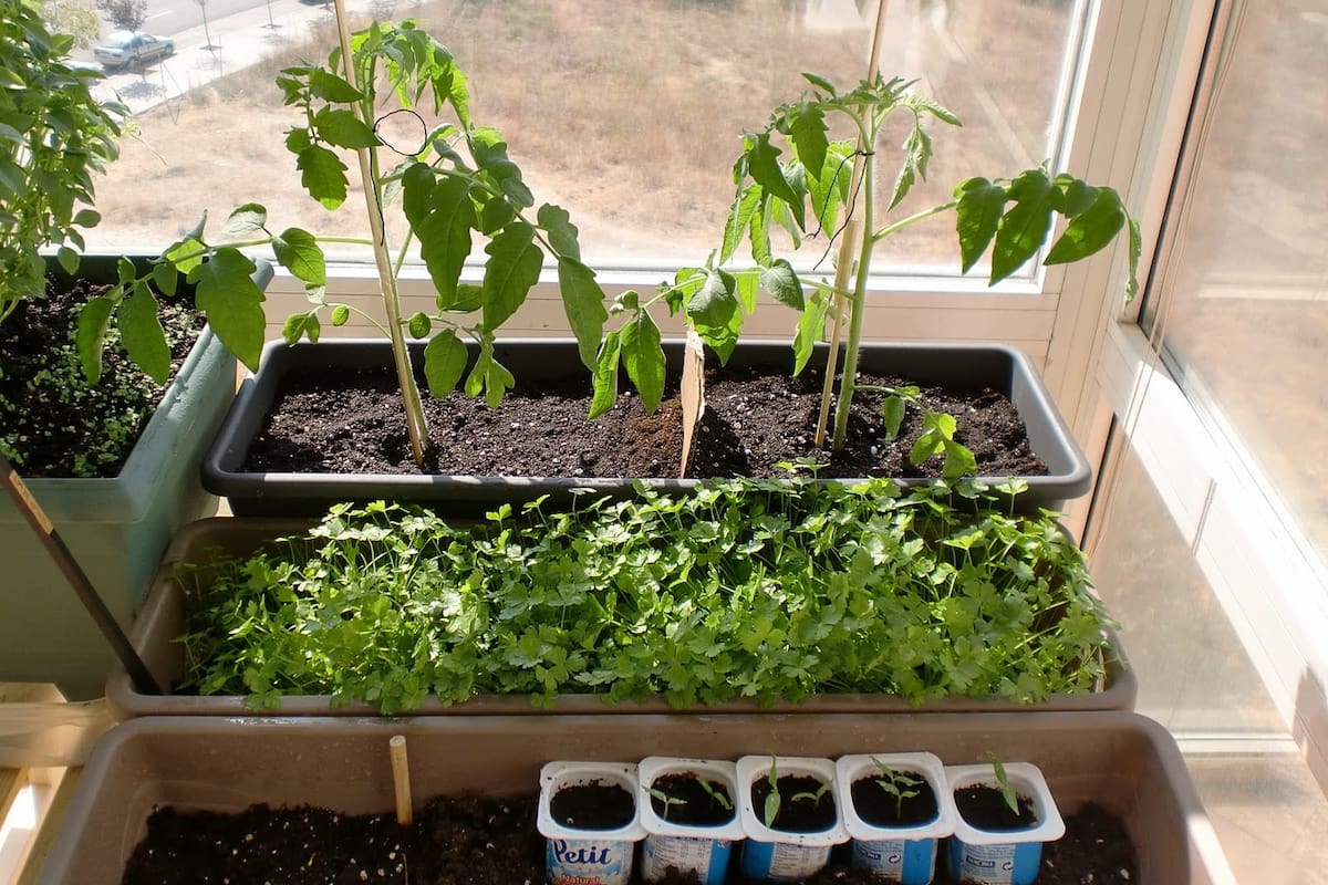 ¿Cómo iniciar tu huerto urbano y cosechar en casa?