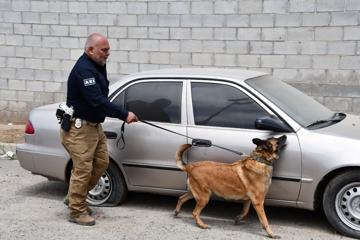 Unidad K-9 de la Fiscalía de Baja California obtiene certificación internacional