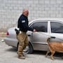 Unidad K-9 de la Fiscalía de Baja California obtiene certificación internacional
