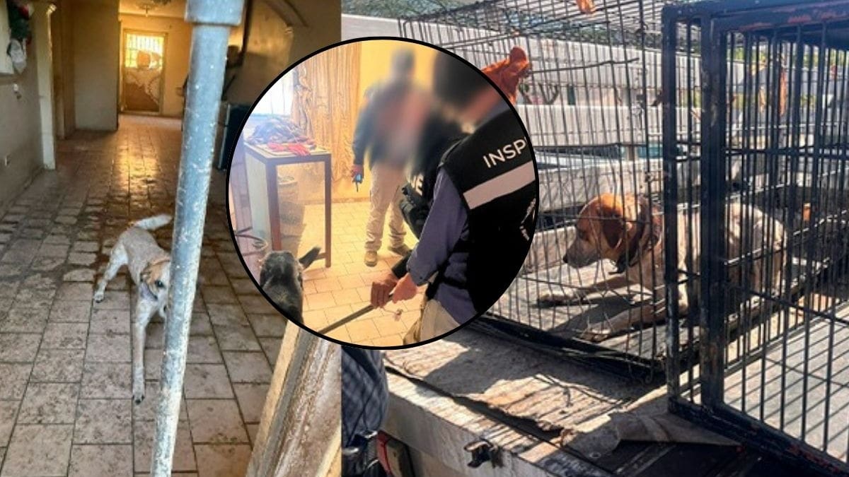 Cateo en Hermosillo por maltrato animal termina con rescate de tres perros en condiciones no aptas para vivir; Fiscalía de Sonora ya investiga