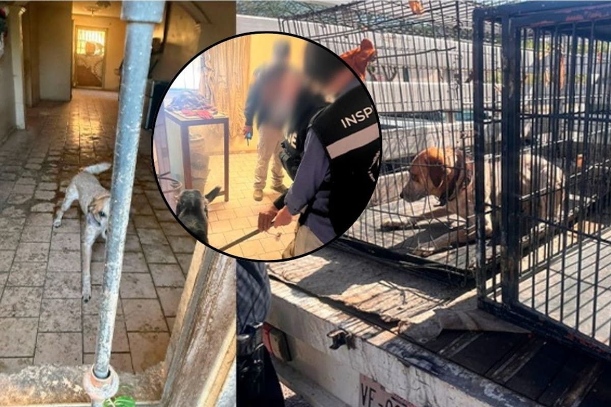 Cateo en Hermosillo por maltrato animal termina con rescate de tres perros en condiciones no aptas para vivir; Fiscalía de Sonora ya investiga