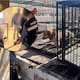 Cateo en Hermosillo por maltrato animal termina con rescate de tres perros en condiciones no aptas para vivir; Fiscalía de Sonora ya investiga