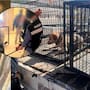 Cateo en Hermosillo por maltrato animal termina con rescate de tres perros en condiciones no aptas para vivir; Fiscalía de Sonora ya investiga