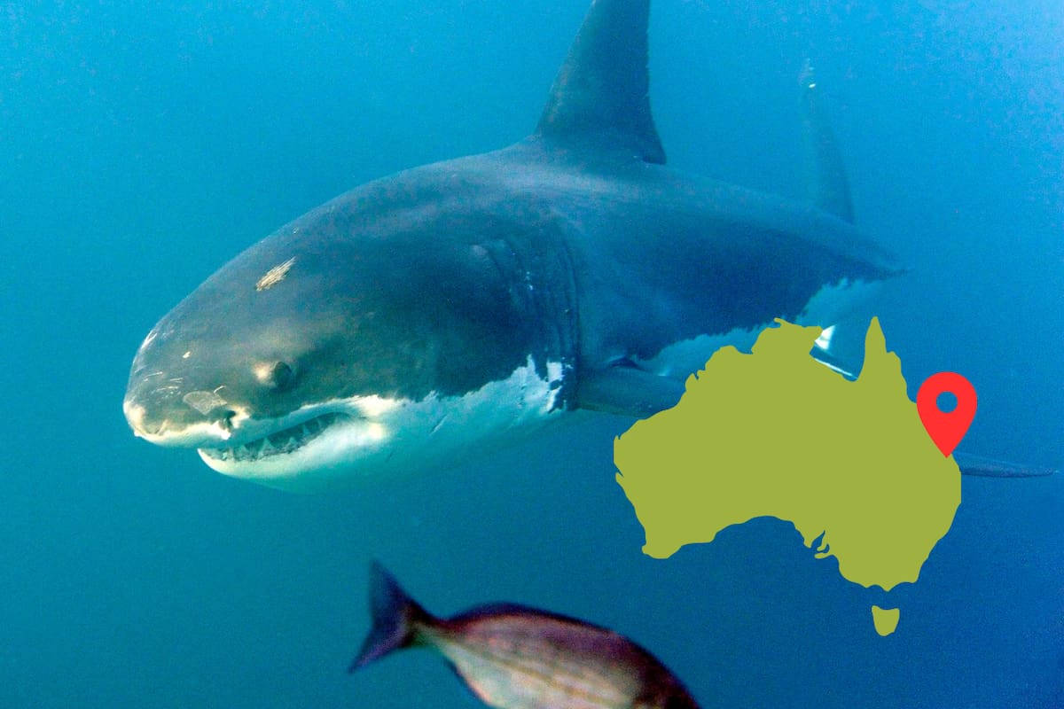 Hombre fallece tras ataque de tiburón en la Gran Barrera de Coral, Australia