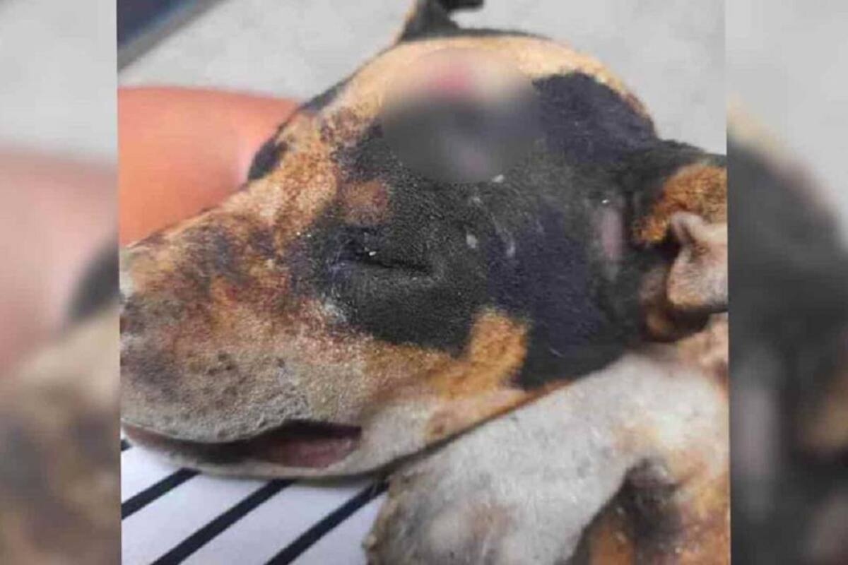 Jóvenes queman vivo a cachorrito de tres meses