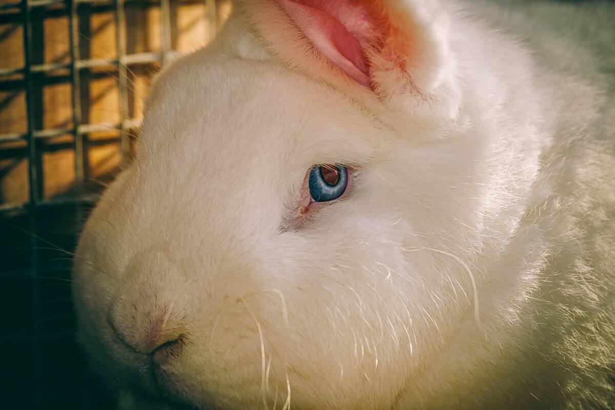 Científicos buscan alternativas al uso de animales en experimentos
