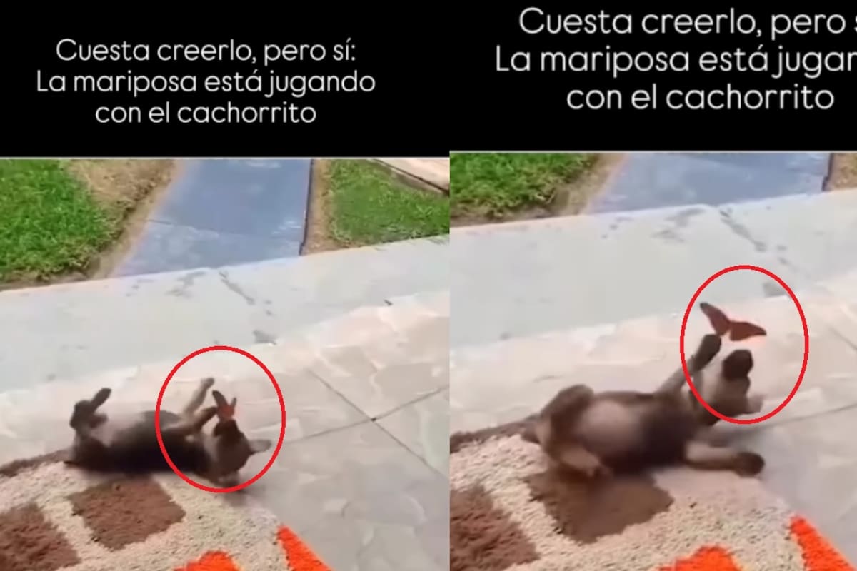 Cachorrito y mariposa enternecen las redes al ser captados jugando juntos
