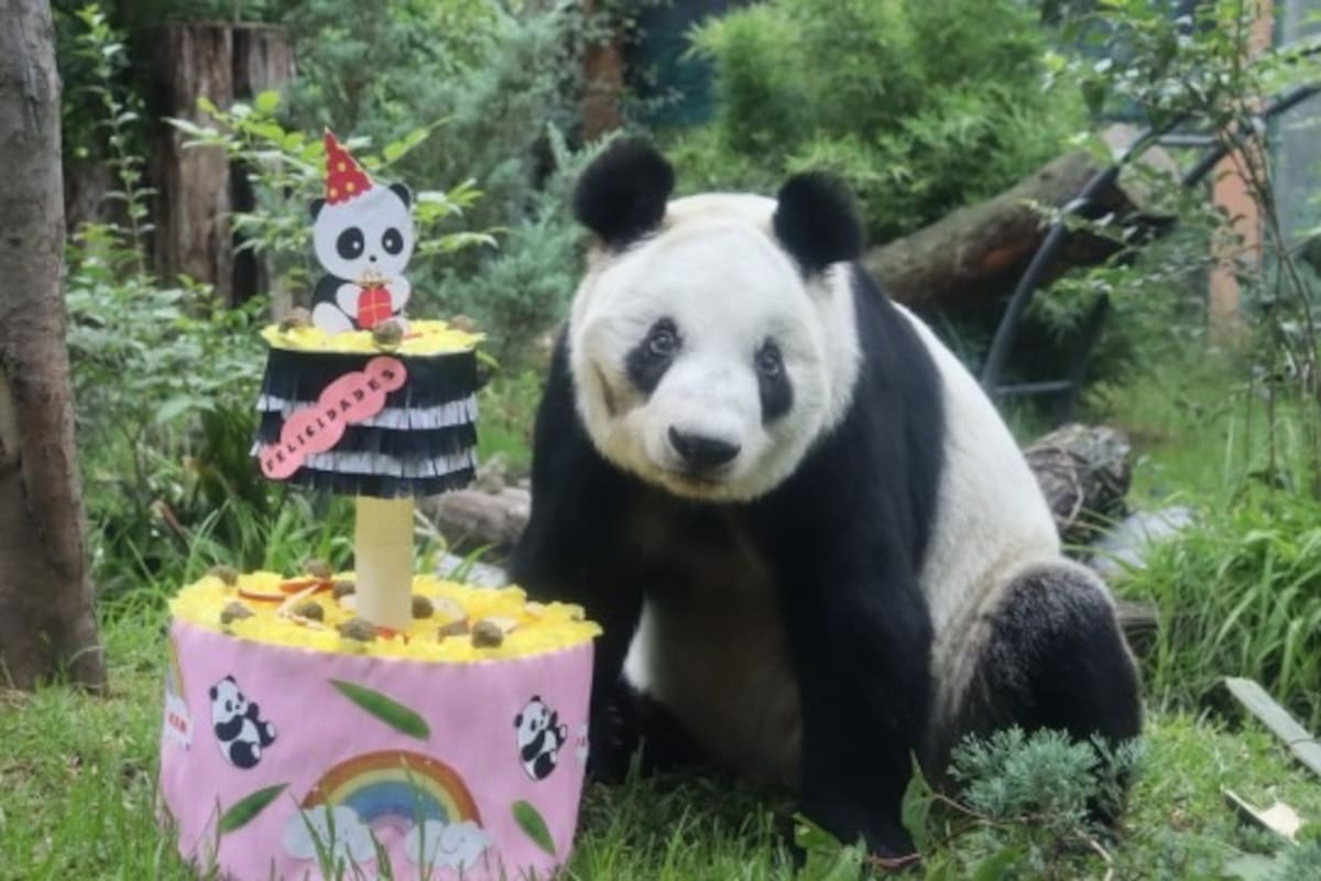 Xin Xin: La historia de la panda que vive en el Zoológico de Chapultepec y que cumple 34 años