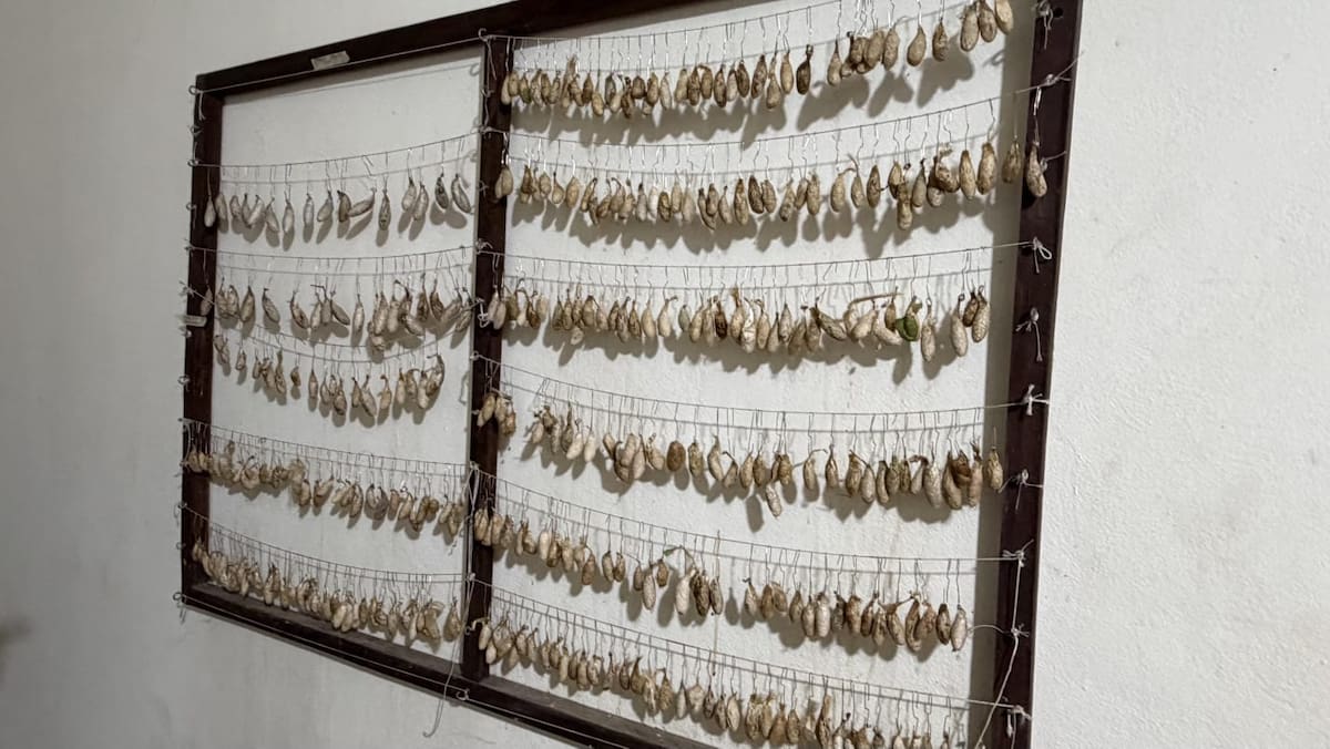 Foto: Mayra Echeverría.
El mariposario ha impulsado labores de reproducción, observación, educación ambiental y divulgación sobre la biología de la polilla cuatro espejos.